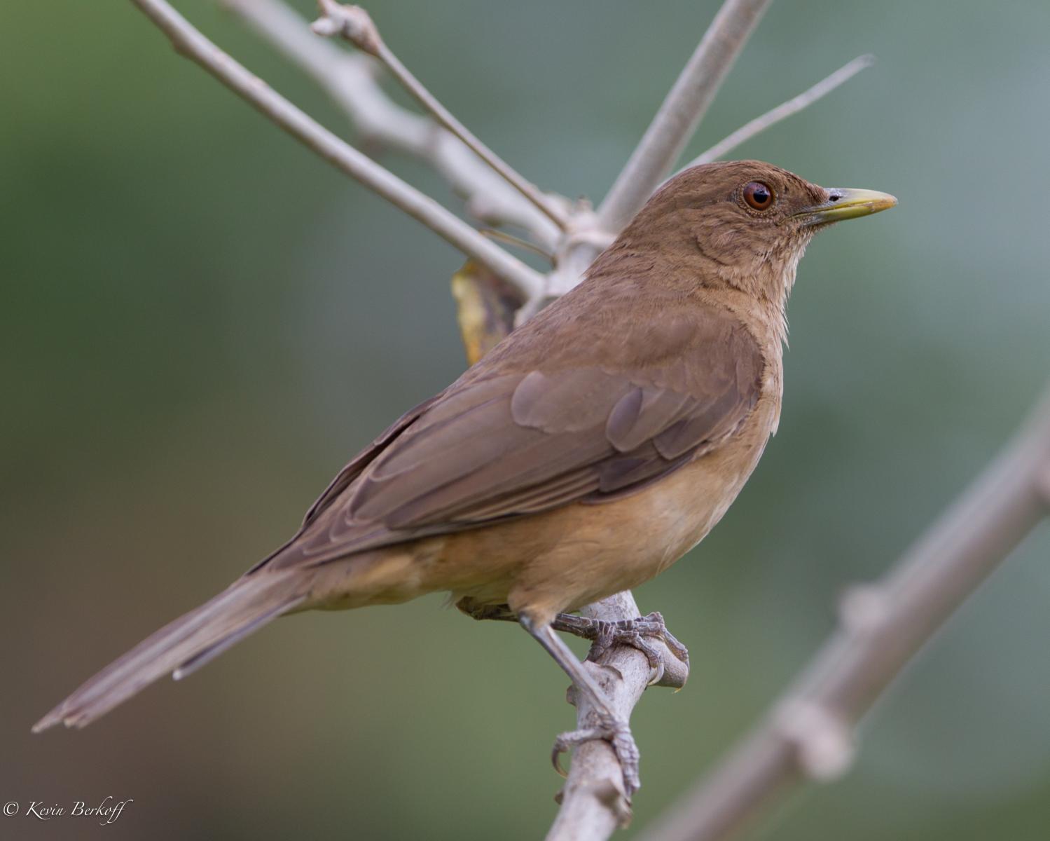 Clay-colored Robin