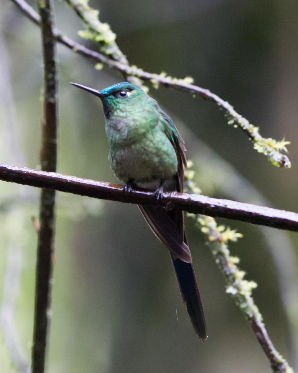 Long-tailed Sylph