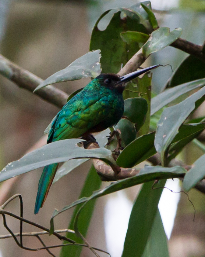 White-chinned Jacamar