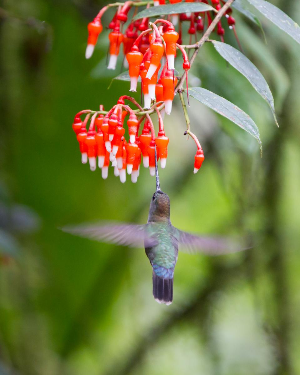 Green-fronted Lancebill