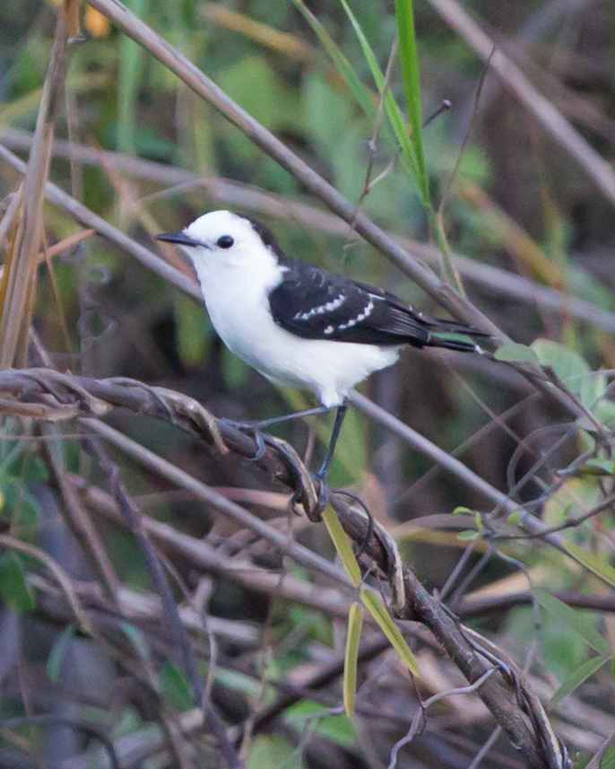 Black-backed Water Tyrant