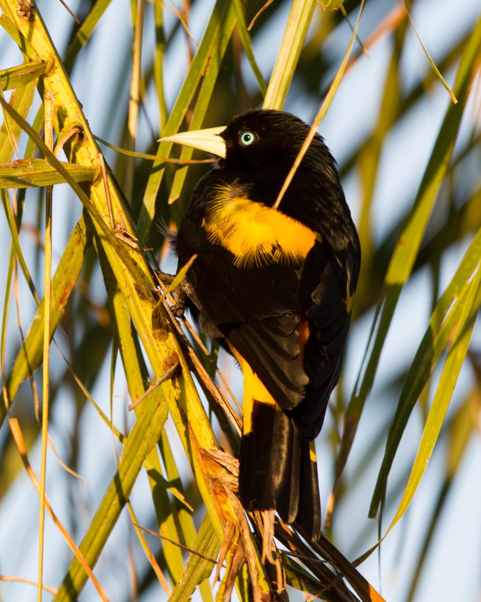 Yellow-rumped Cacique