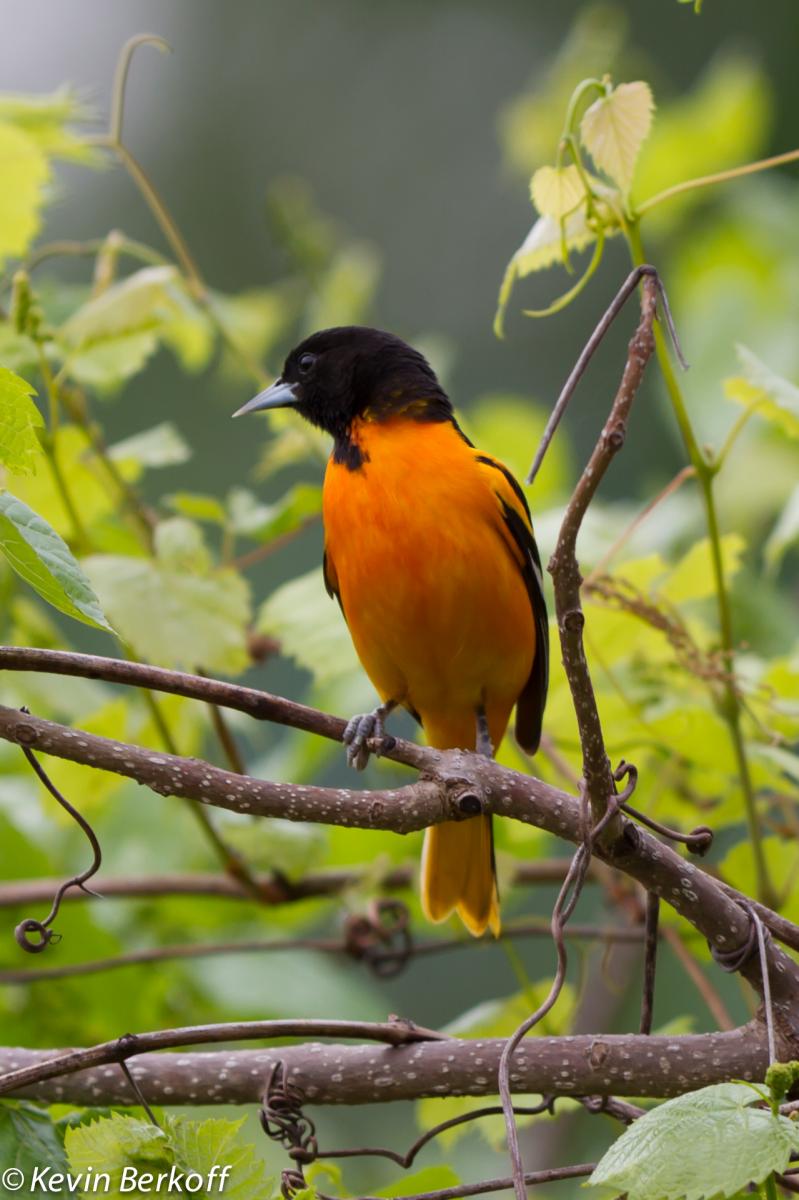 Northern Oriole