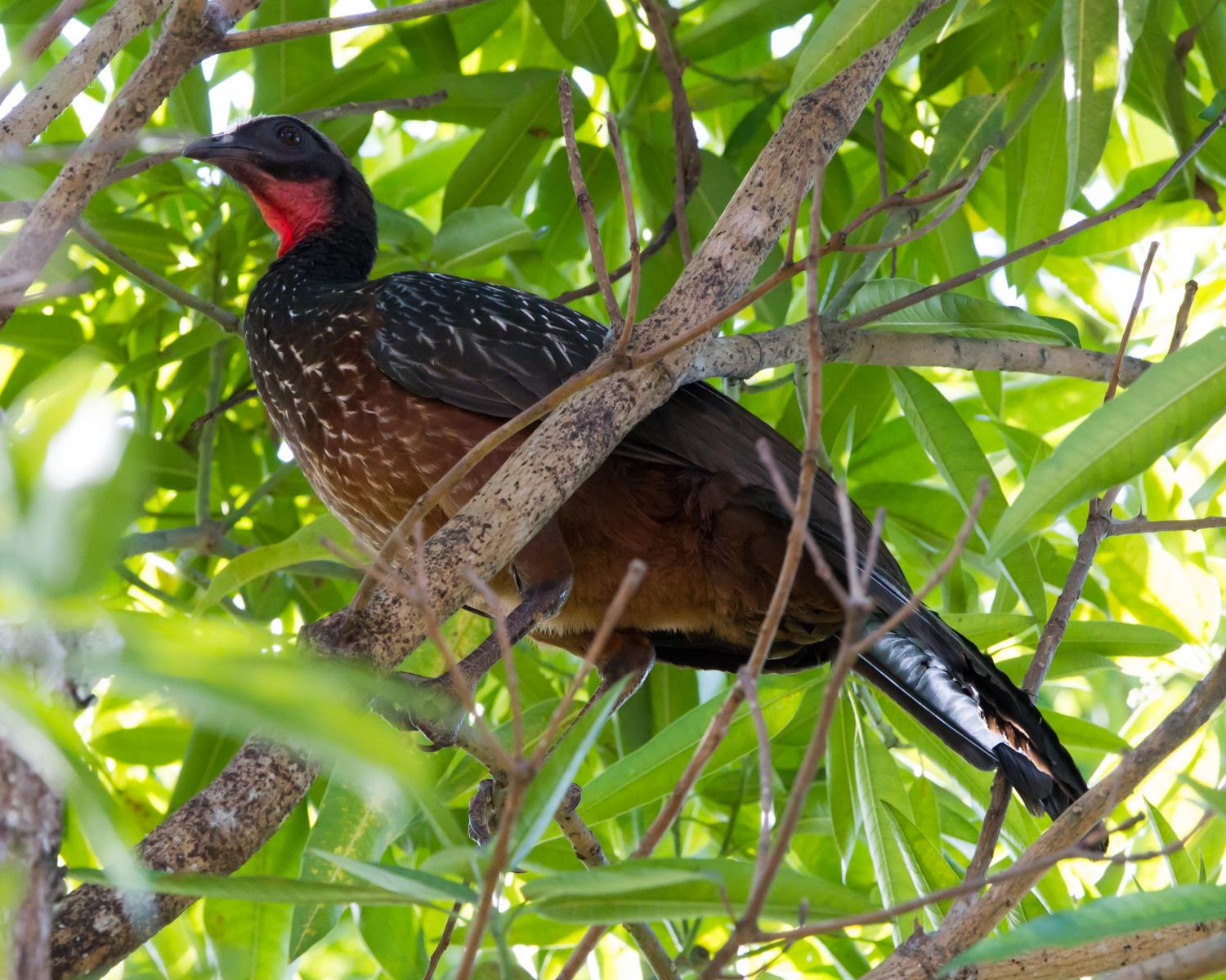 Chestnut-bellied Guan