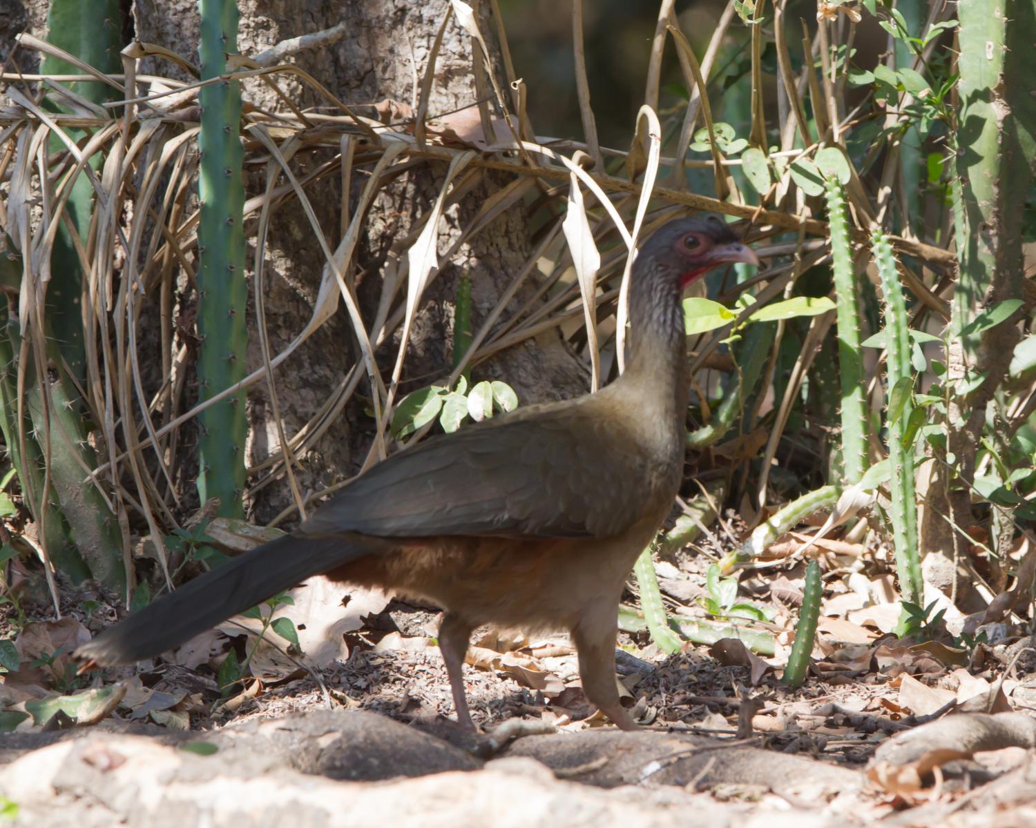 Chaco Chachalaca