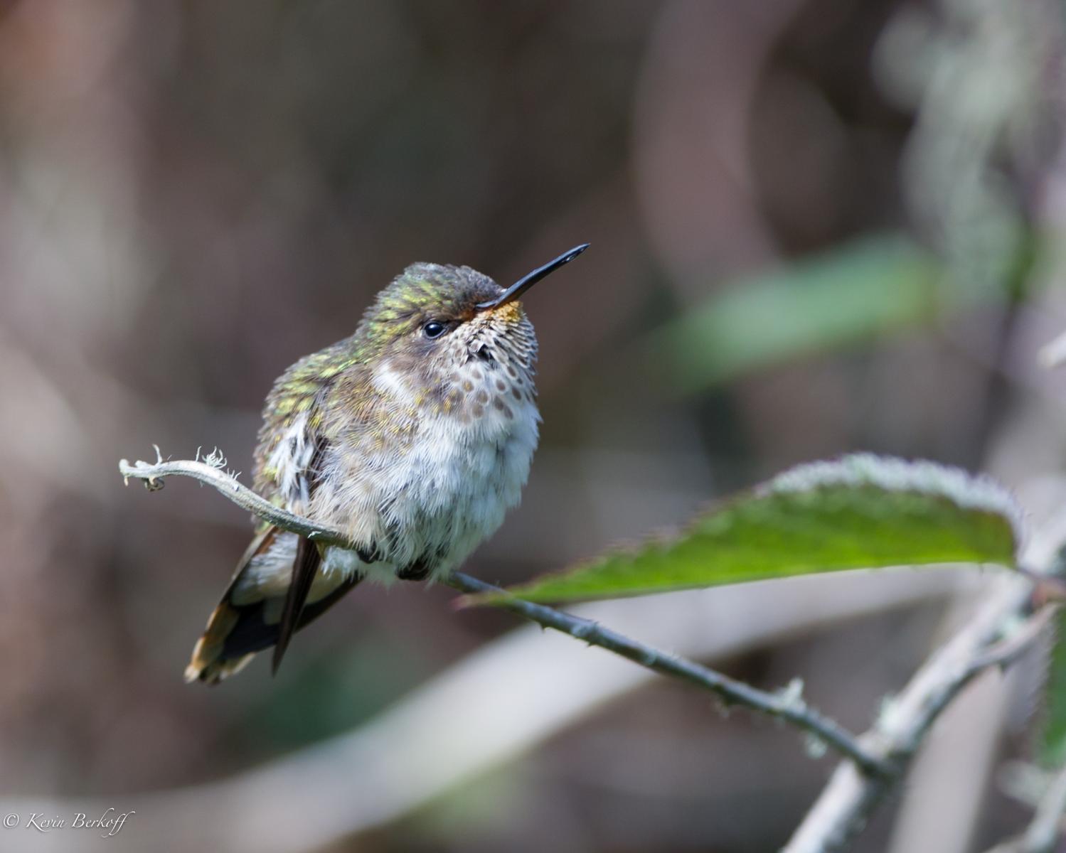Female Volcano Hummingbird