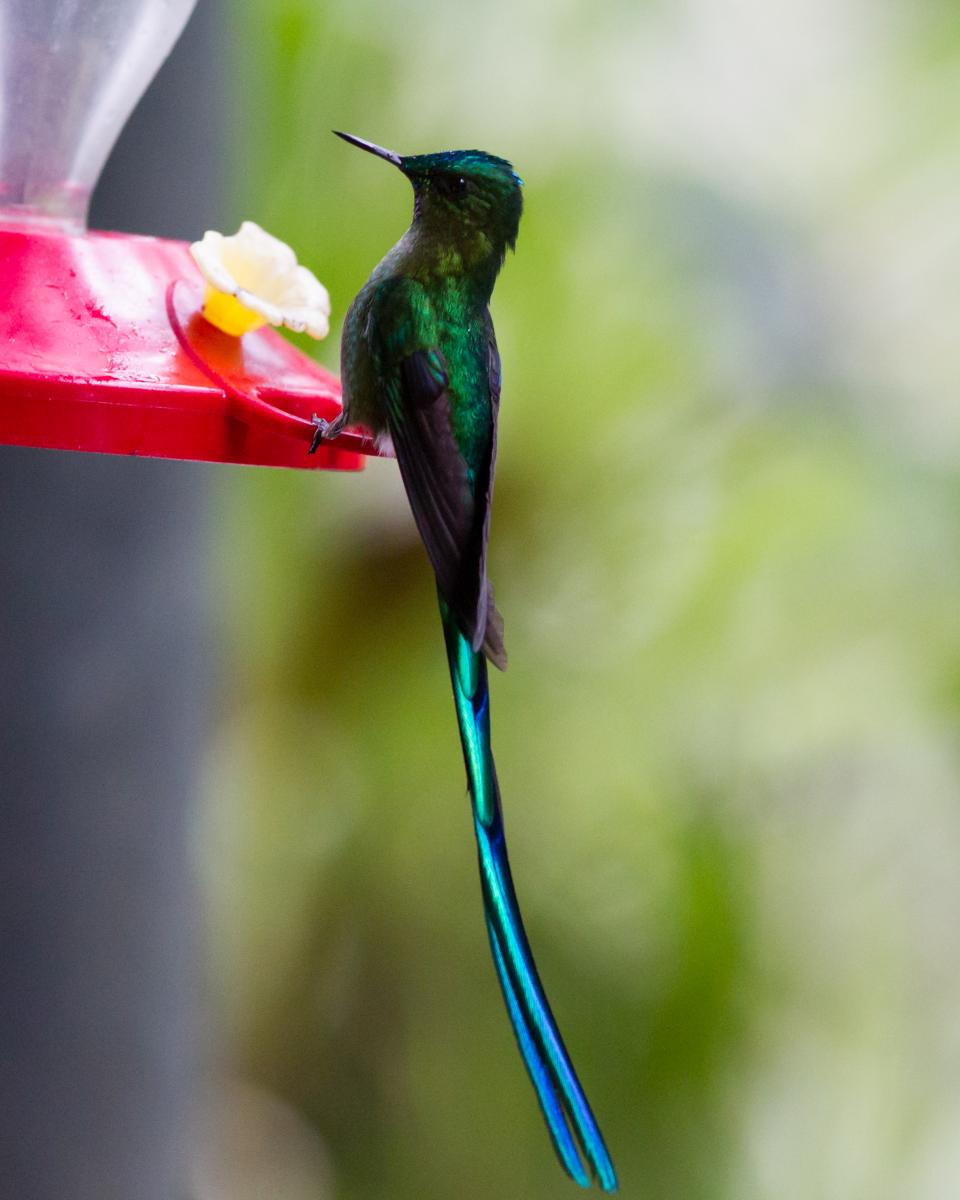Long-tailed Sylph