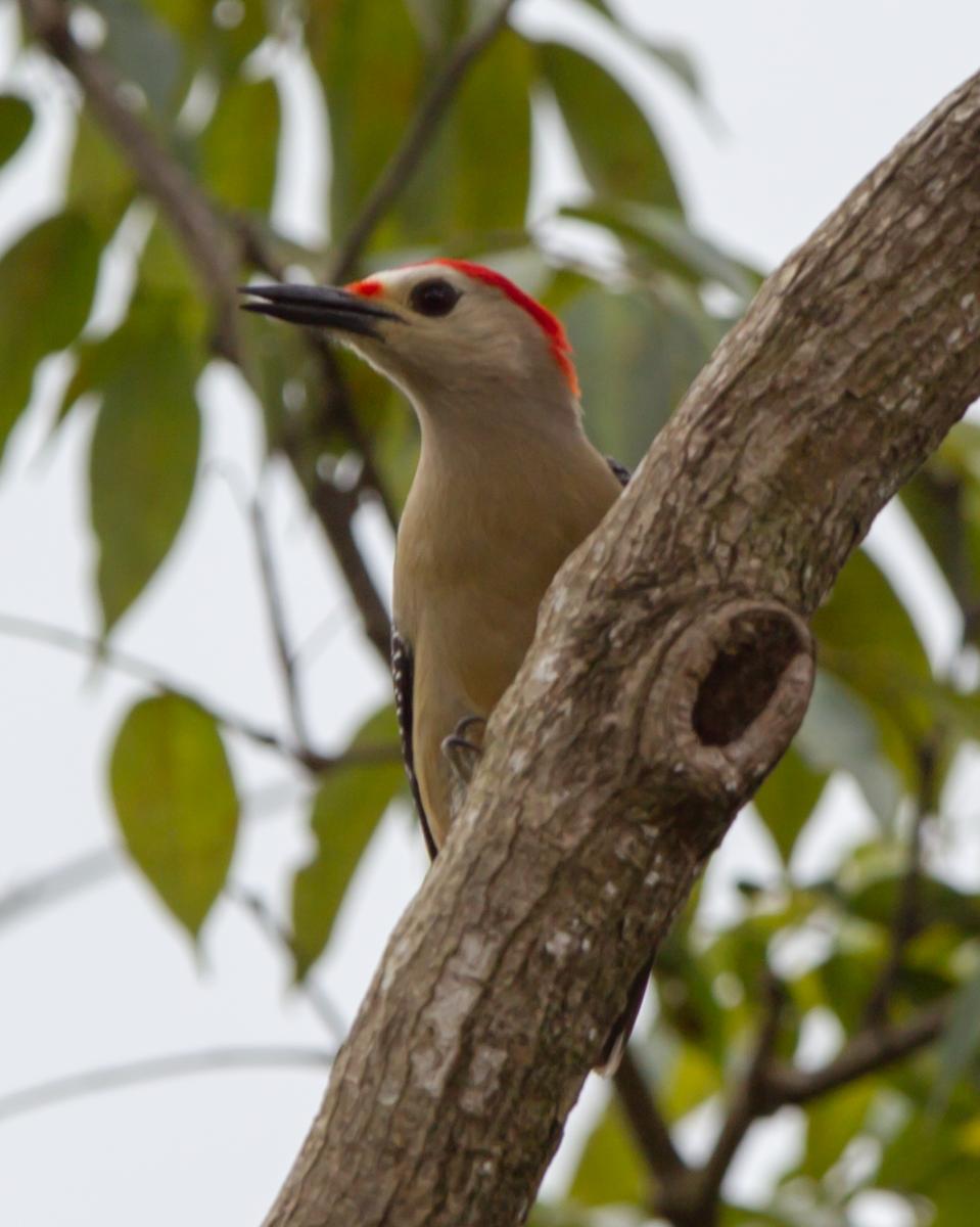 Golden-fronted Woodpecker