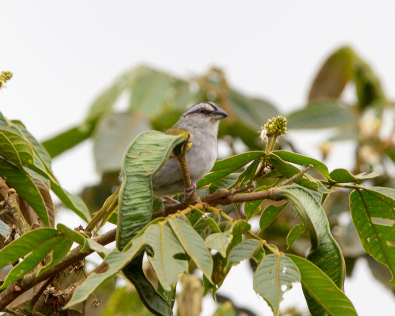 Black-striped Sparrow