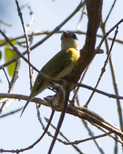 Green-backed Becard