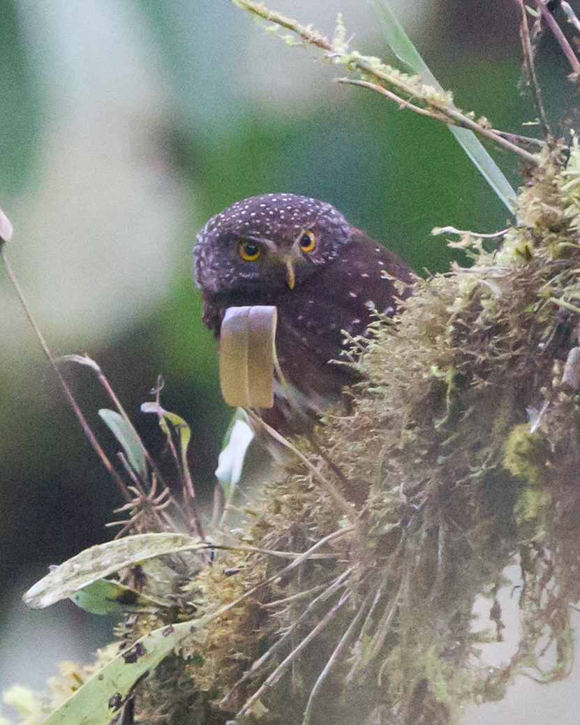 Cloud-forest Pygmy-owl