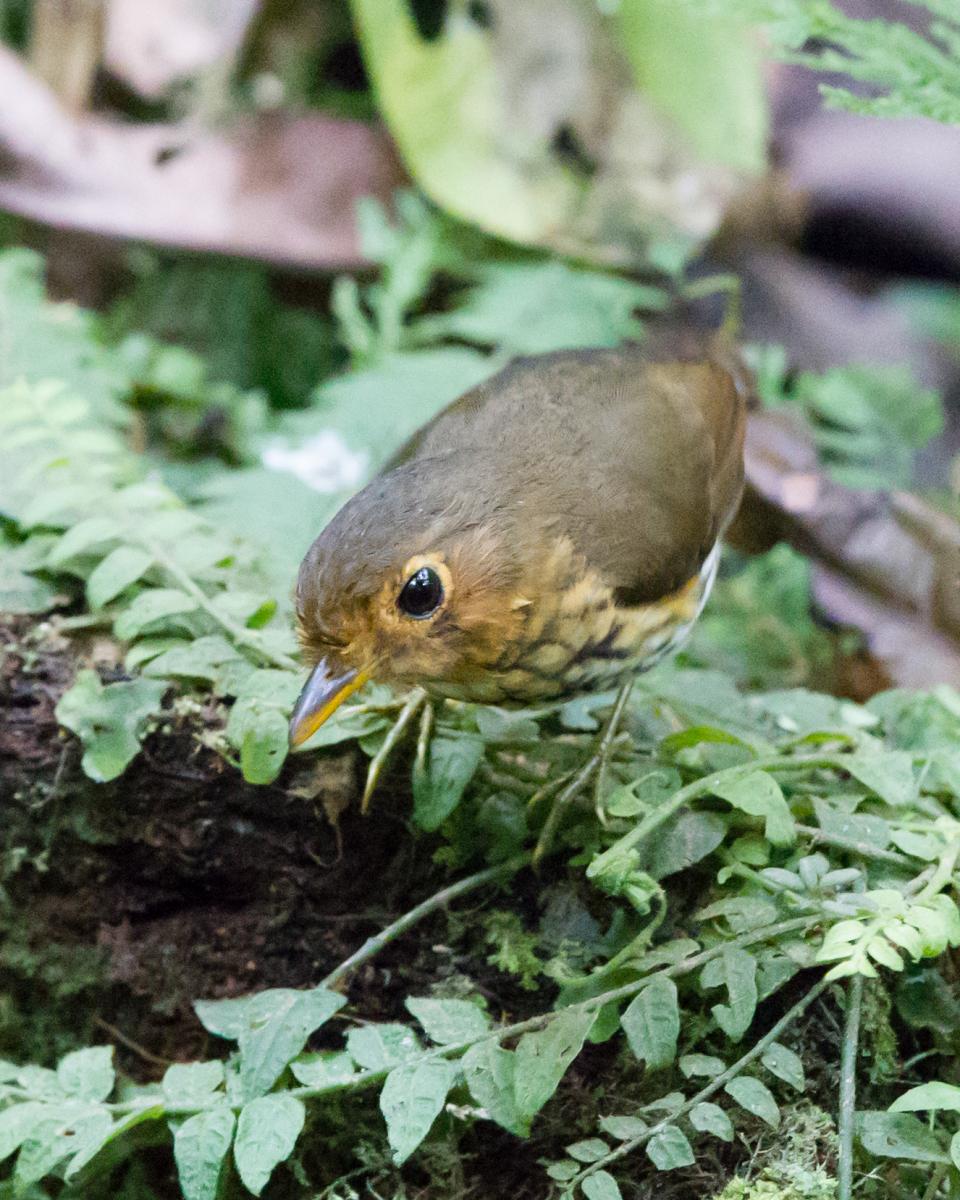 Ochre-breasted Antpitta