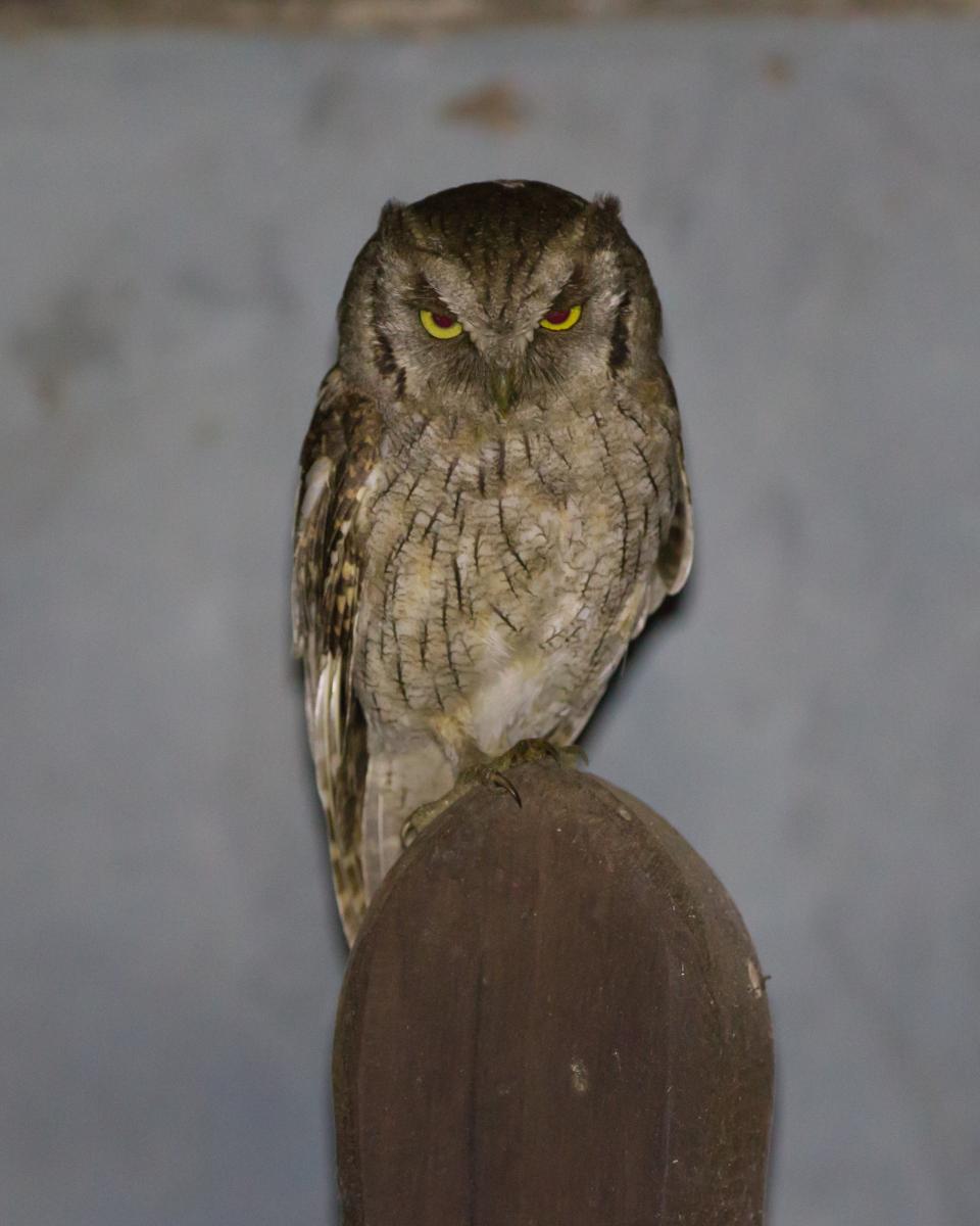 Tropical Screech Owl