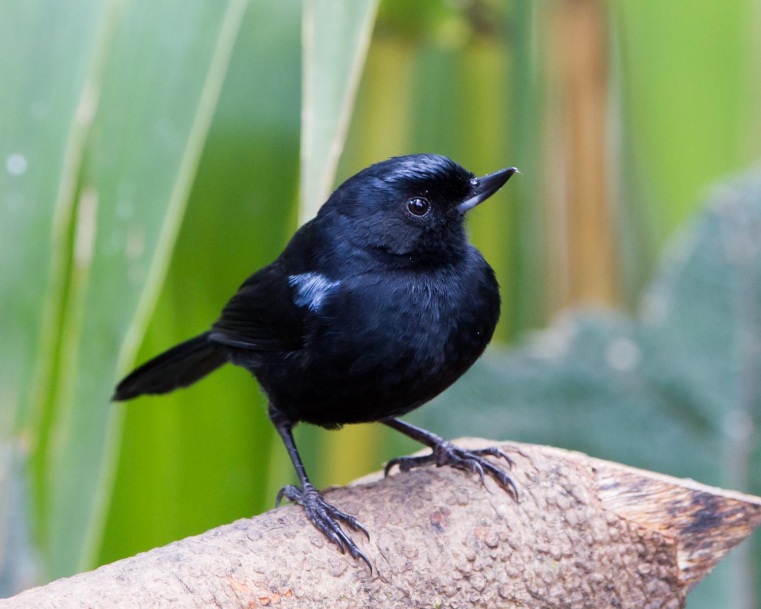 Glossy Flowerpiercer