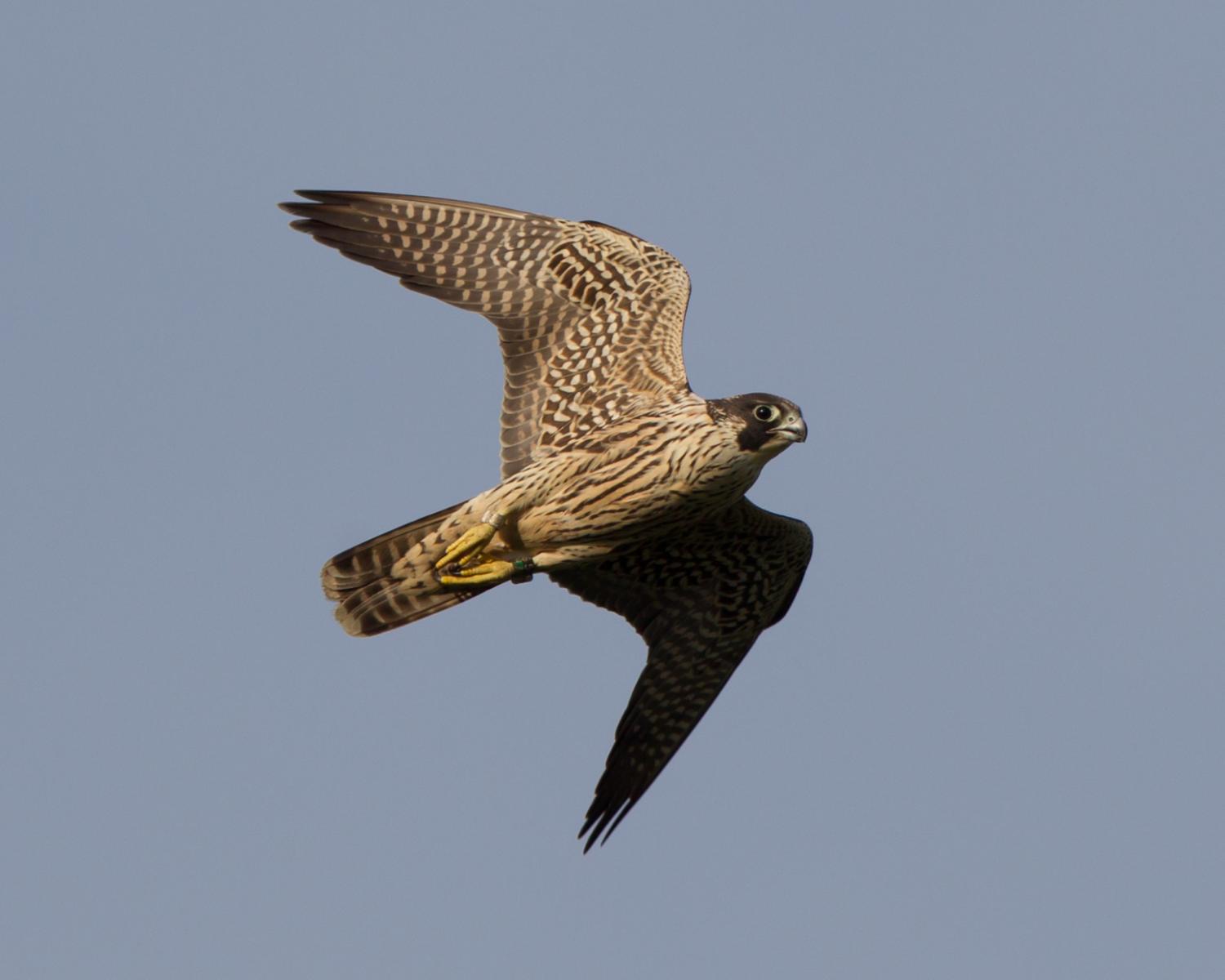 Peregrine Falcon