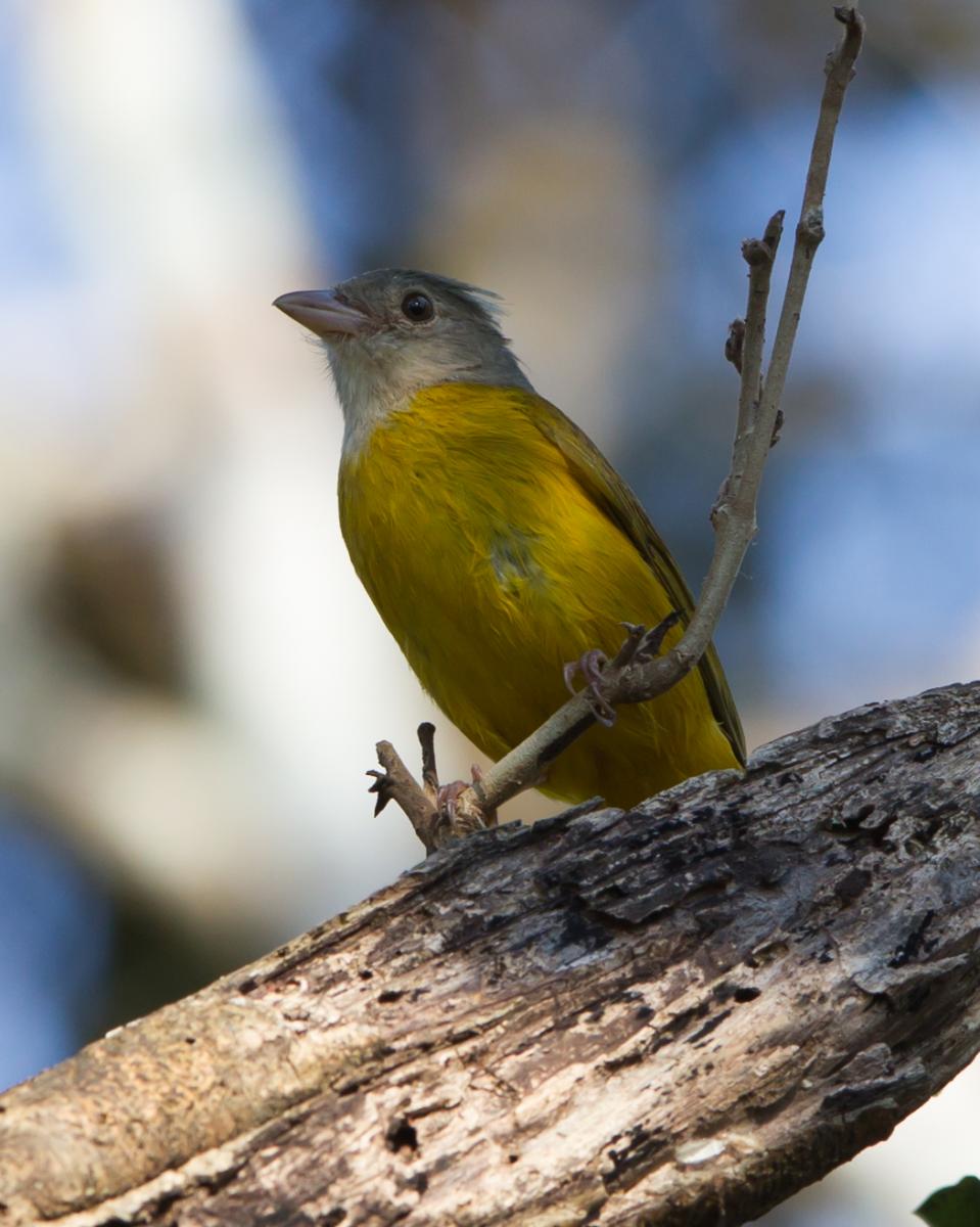 Gray-headed Tanager