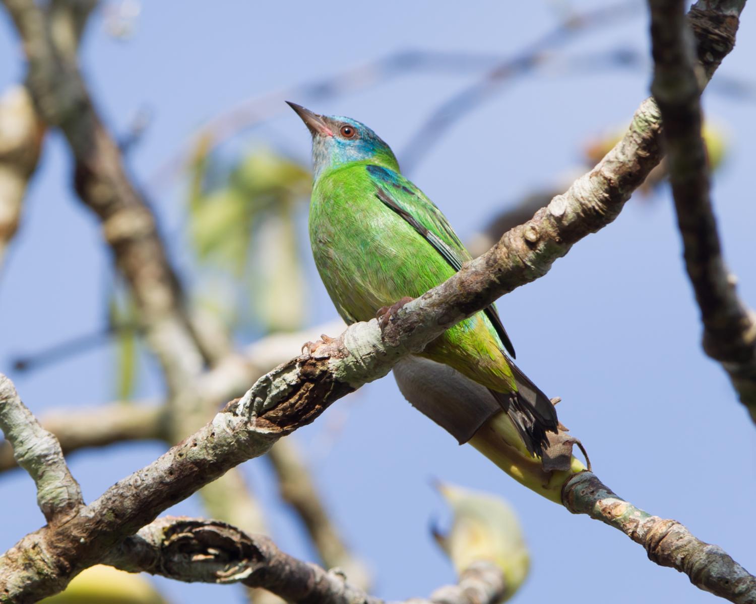 Blue Dacnis (female)