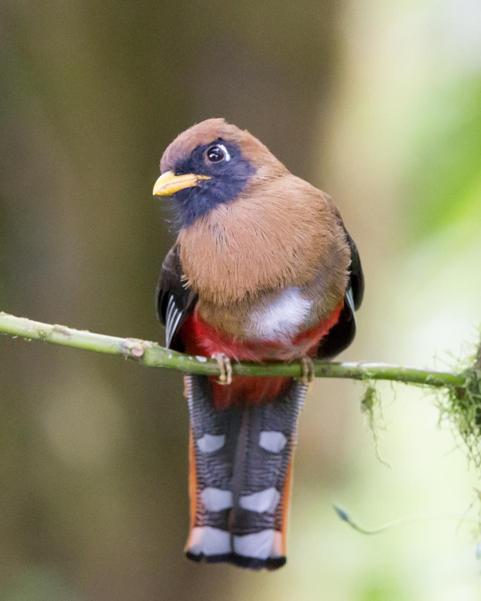 Masked Trogon (female)