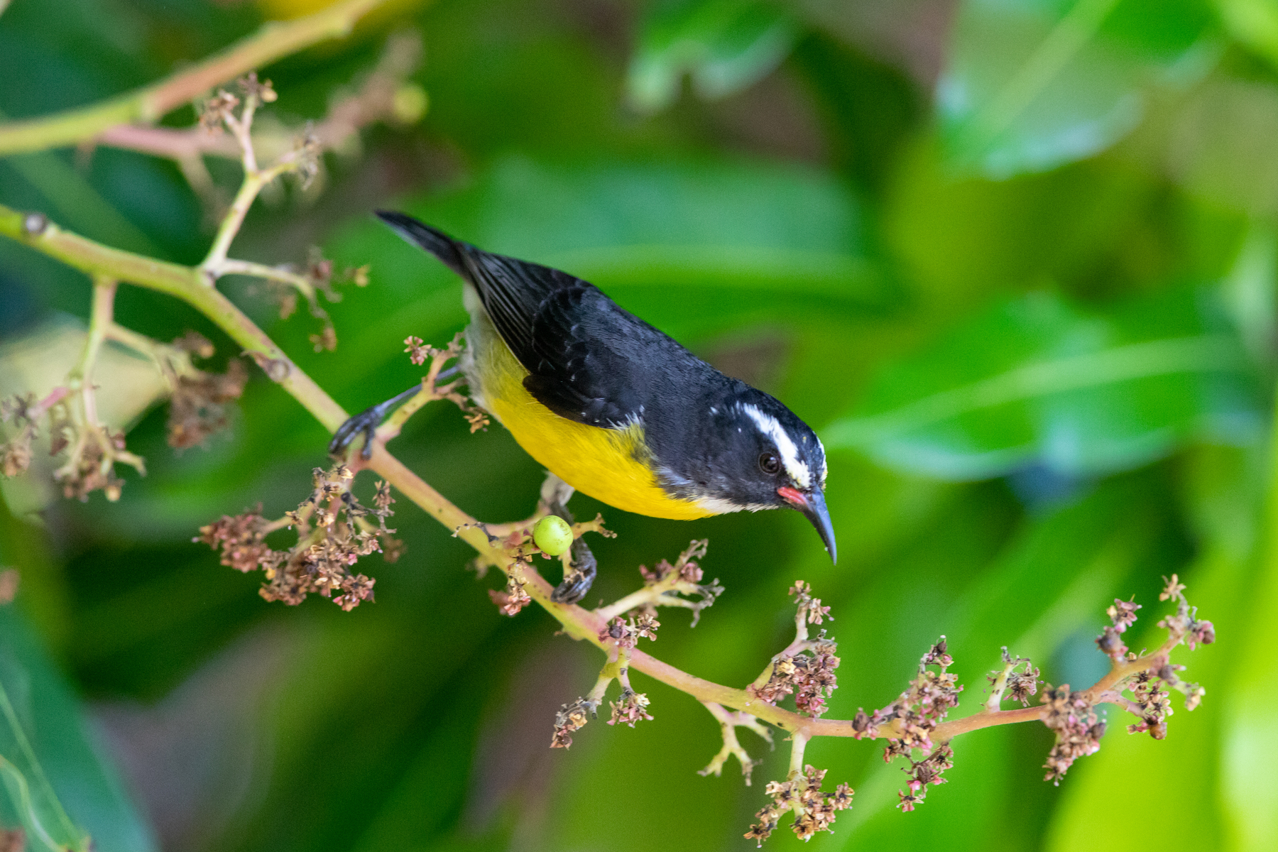 Bananaquit