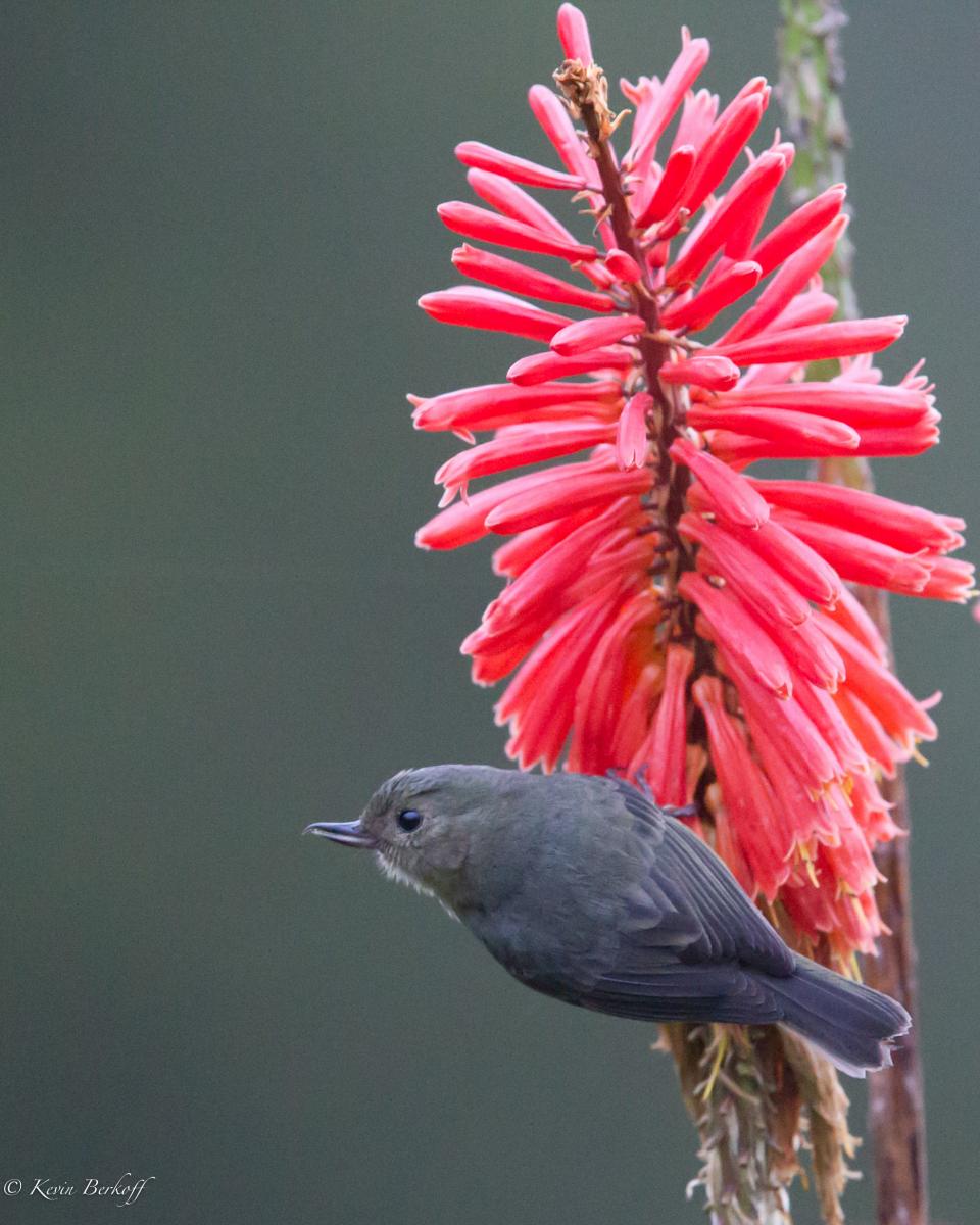 Slaty Flowerpiercer