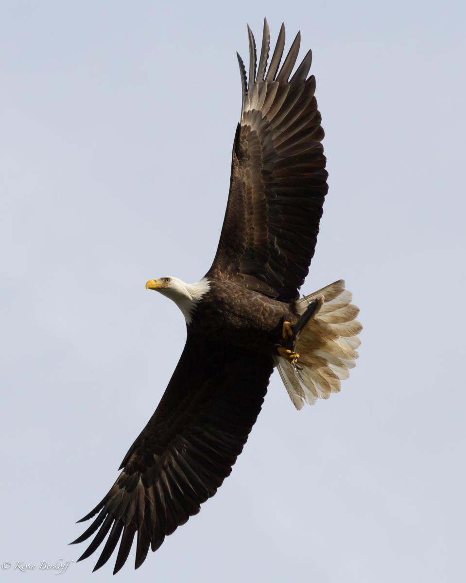 Soaring Bald Eagle