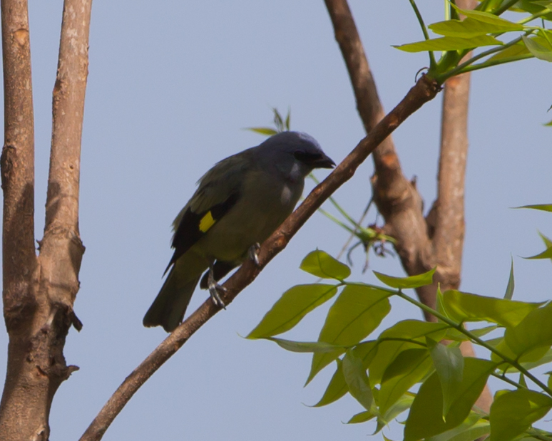 Yellow-winged Tanager