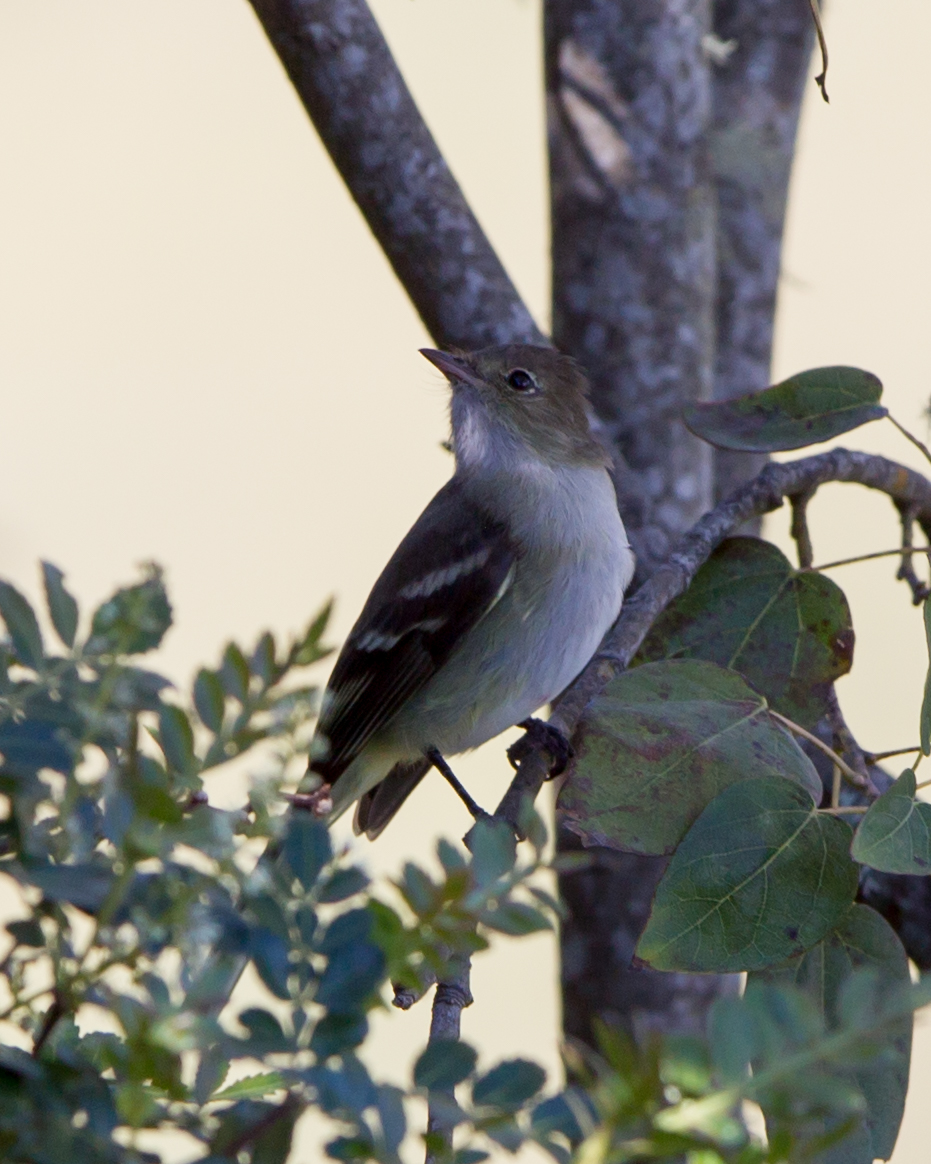 White-crested Elaenia