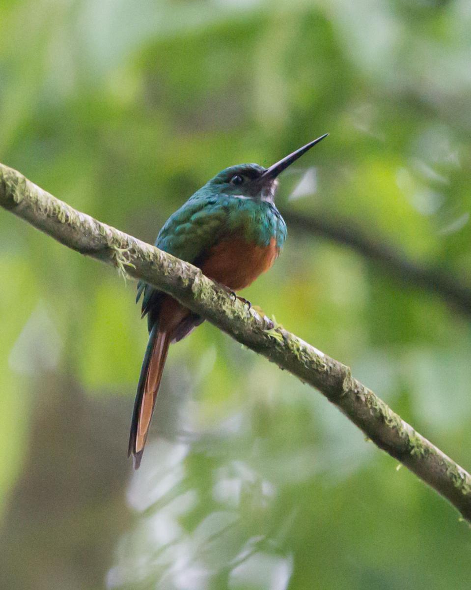 Rufous-tailed Jacamar