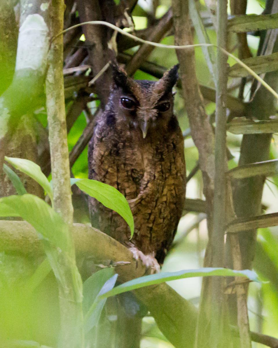 Tawny-bellied Screech Owl
