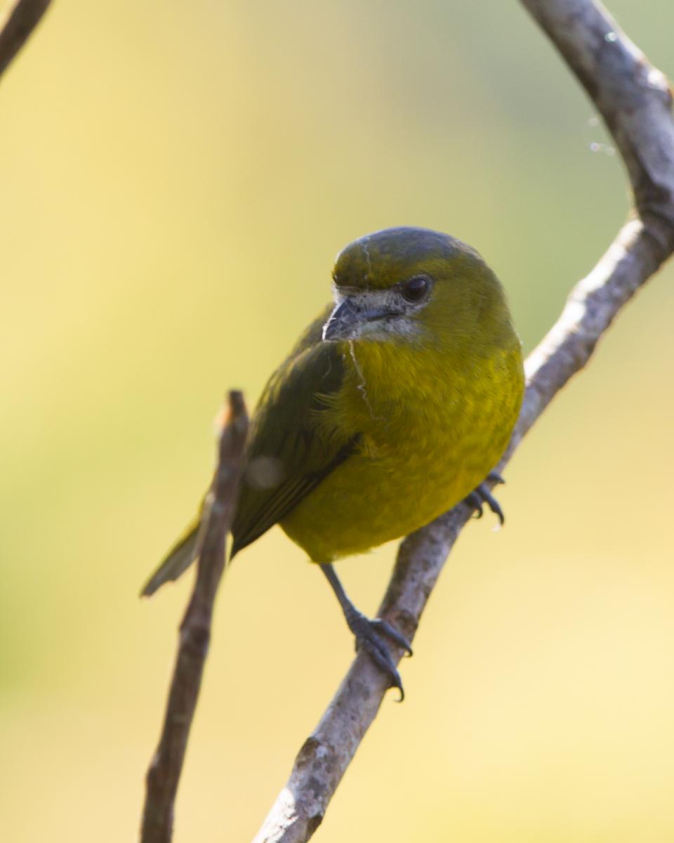 White-lored Euphonia