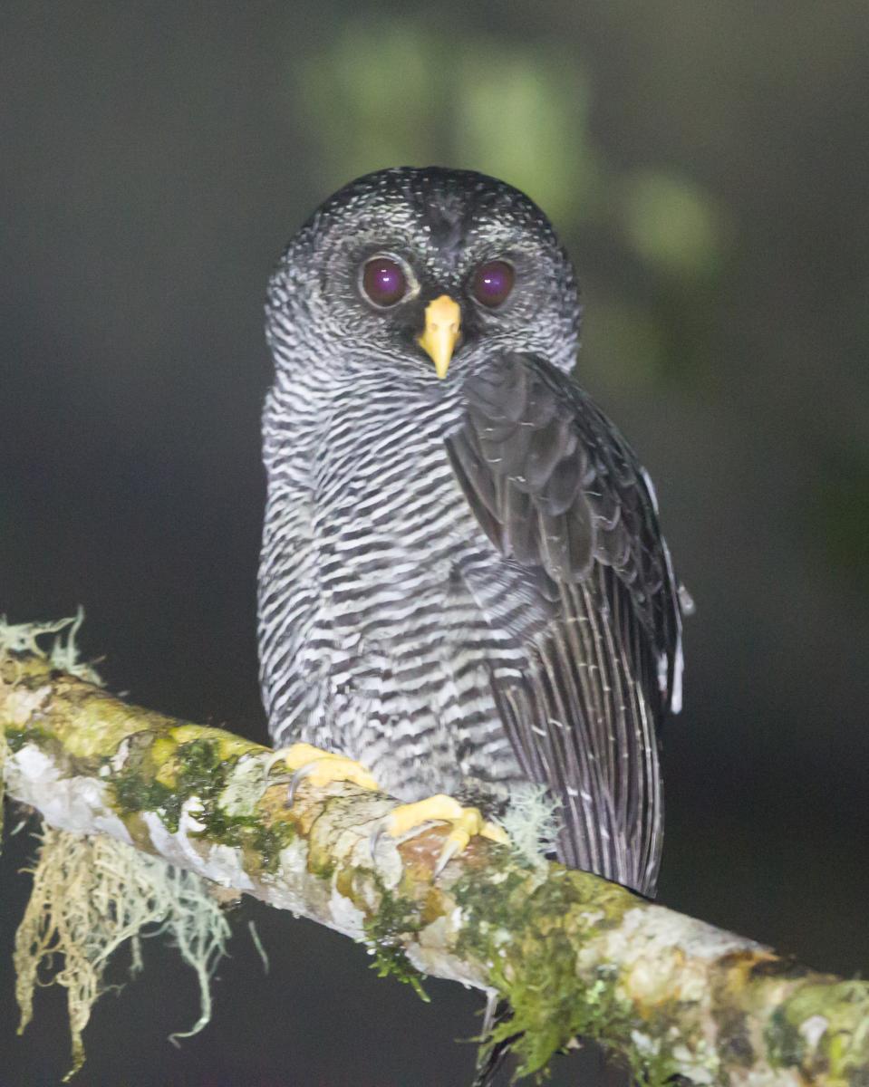 San Isidro Mystery Owl