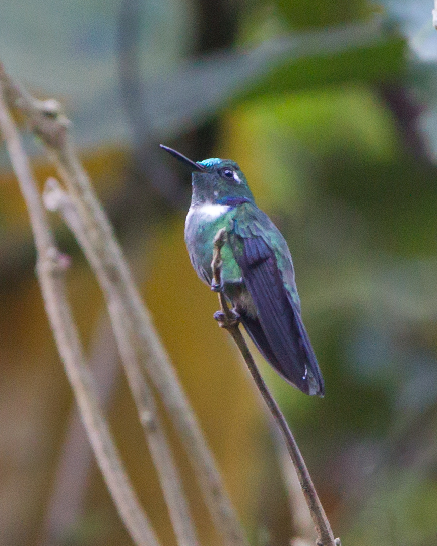 Wedge-billed Hummingbird