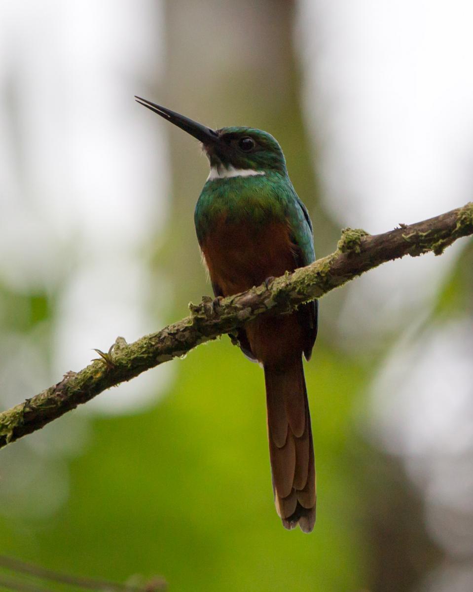 Rufous-tailed Jacamar