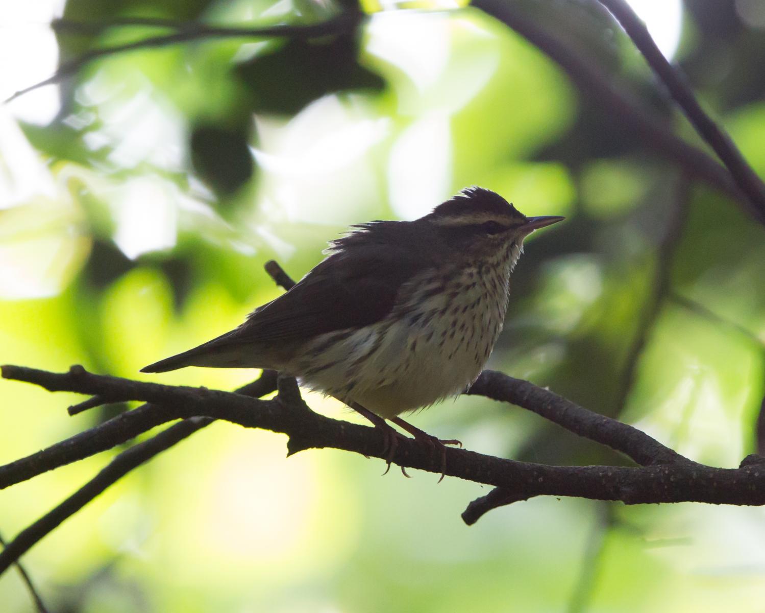 Louisiana Waterthrush
