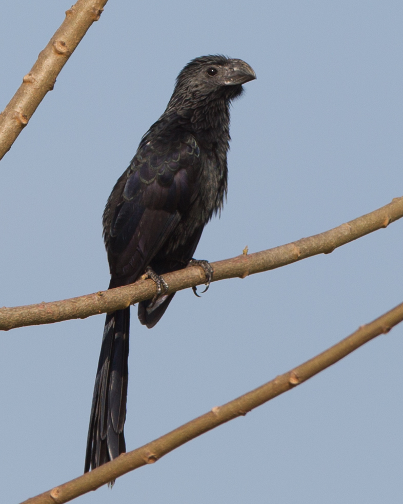 Groove-billed Ani