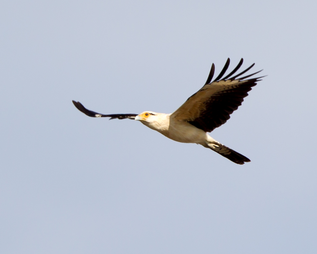 Yellow-headed Caracara