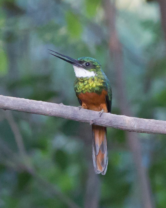 Rufous-bellied Jacamar