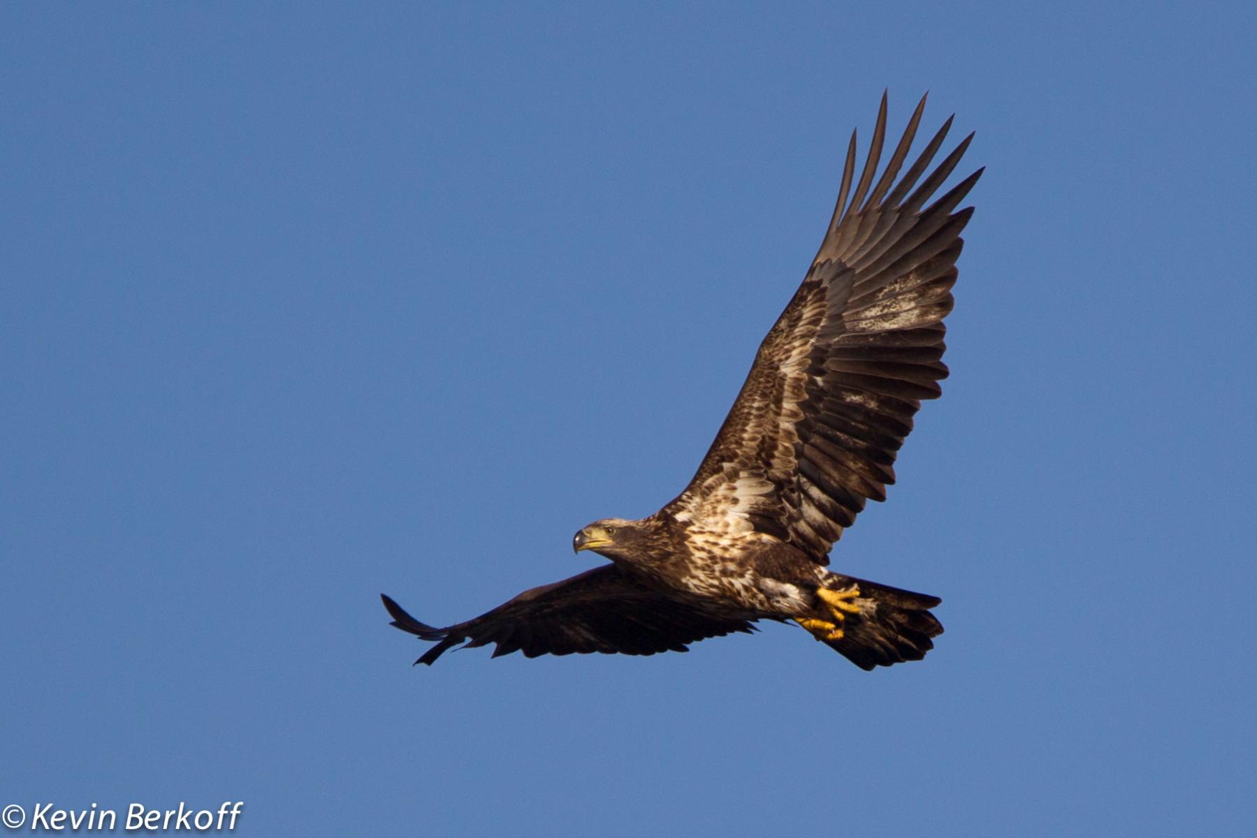 Juv. Bald Eagle 1