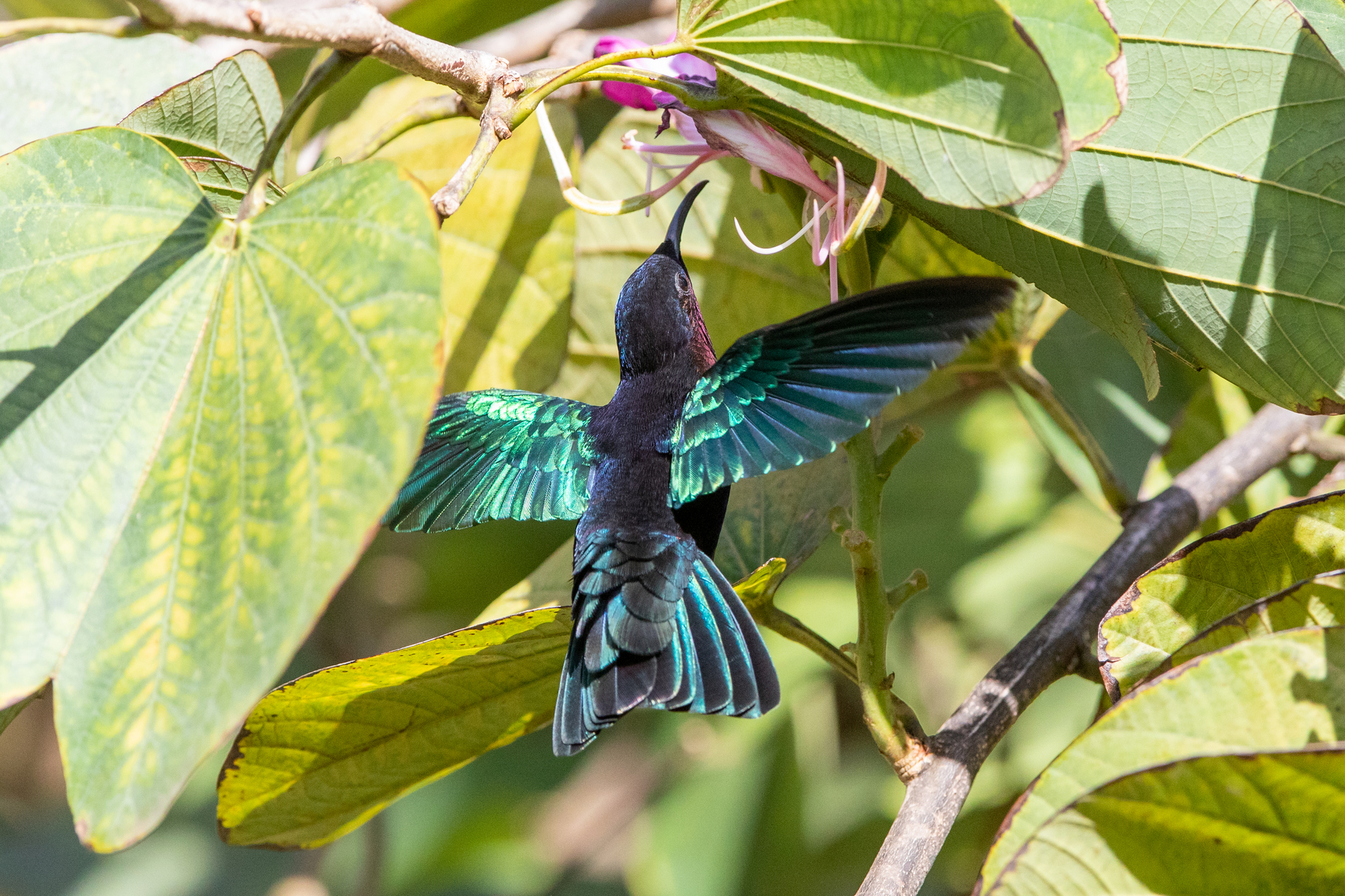 Purple-throated Carib