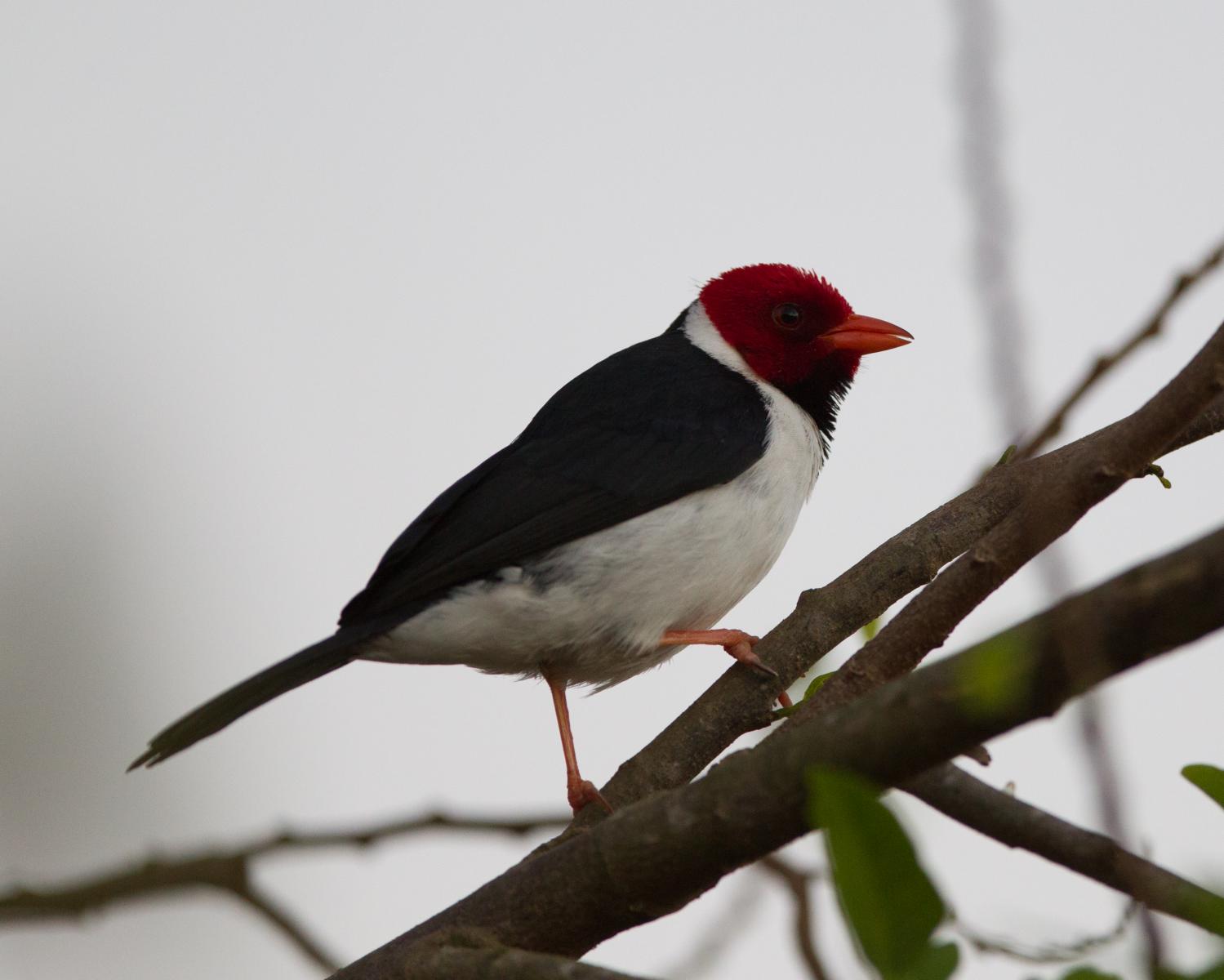 Yellow-billed Cardinal