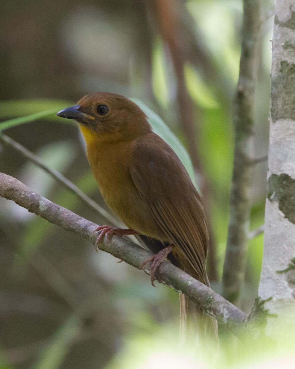Red-throated Ant-tanager