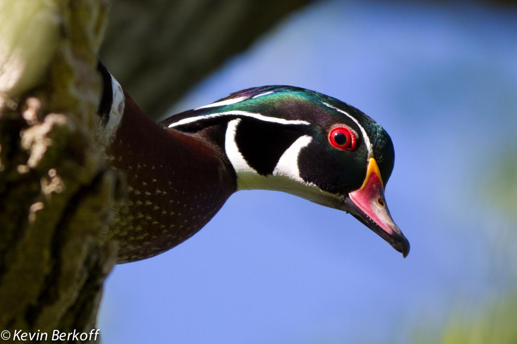 Wood Duck