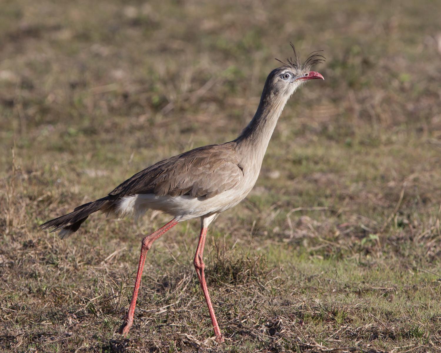 Red-legged Seriema