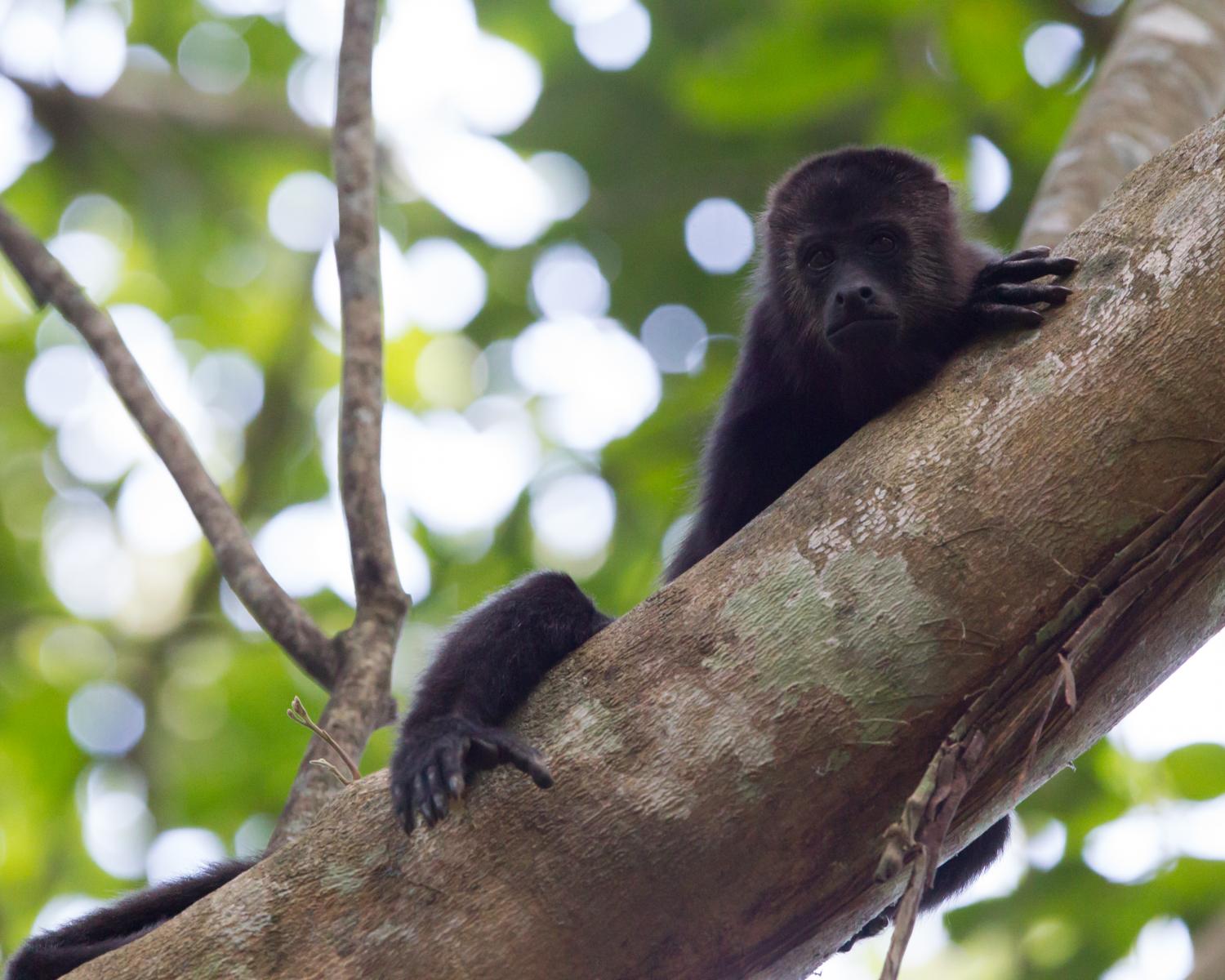 Black Howler Monkey