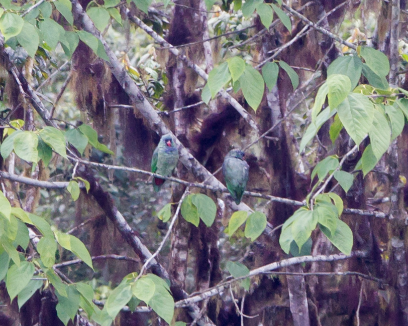 Red-billed Parrots