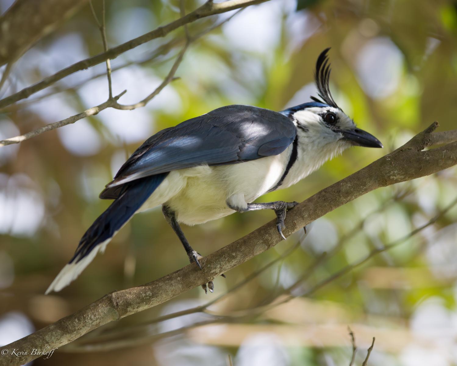 White-throated Magpie-jay