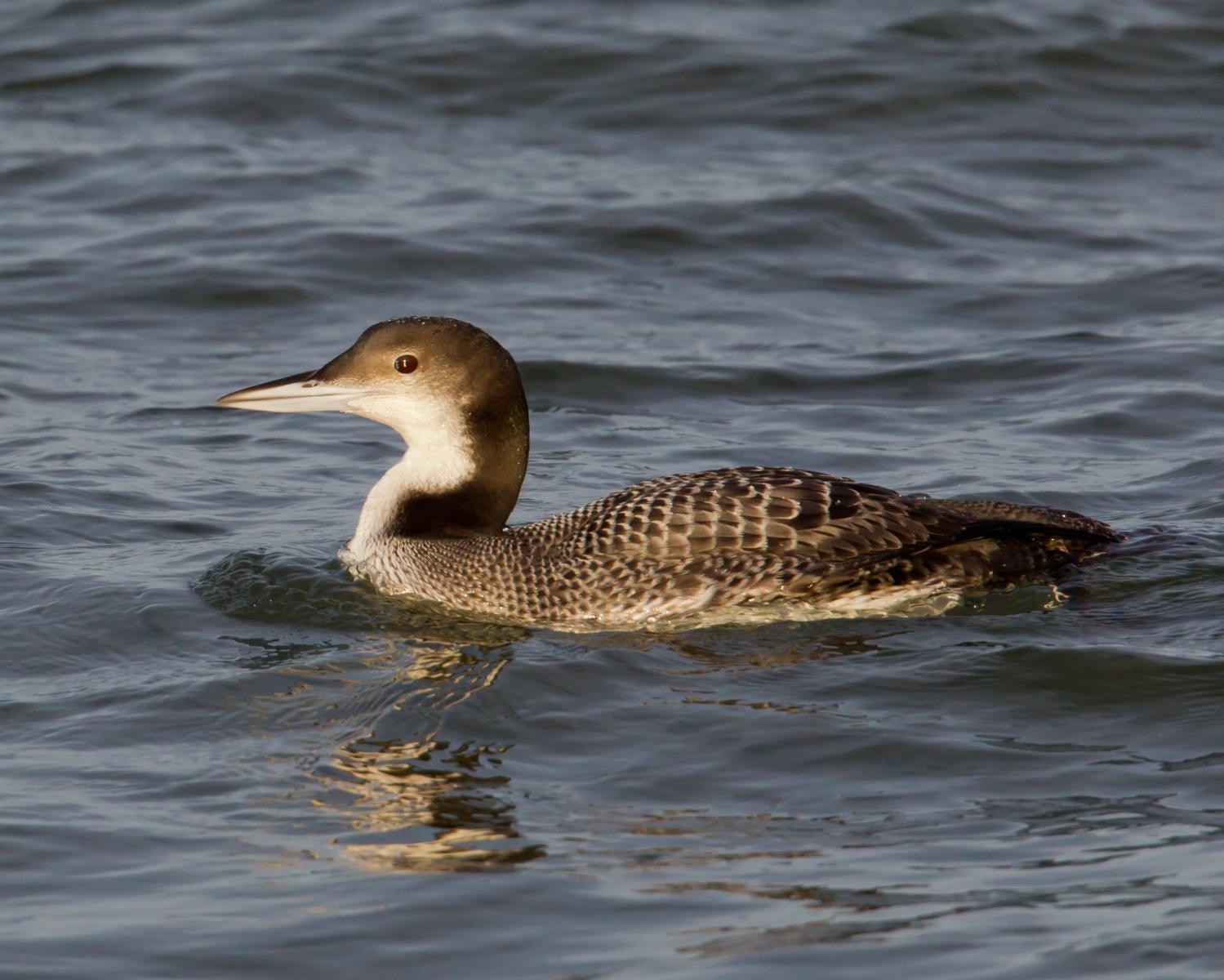 Common Loon