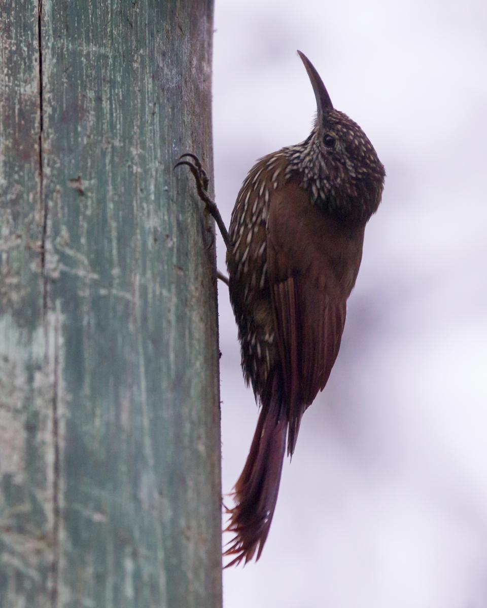 Montane Woodcreeper