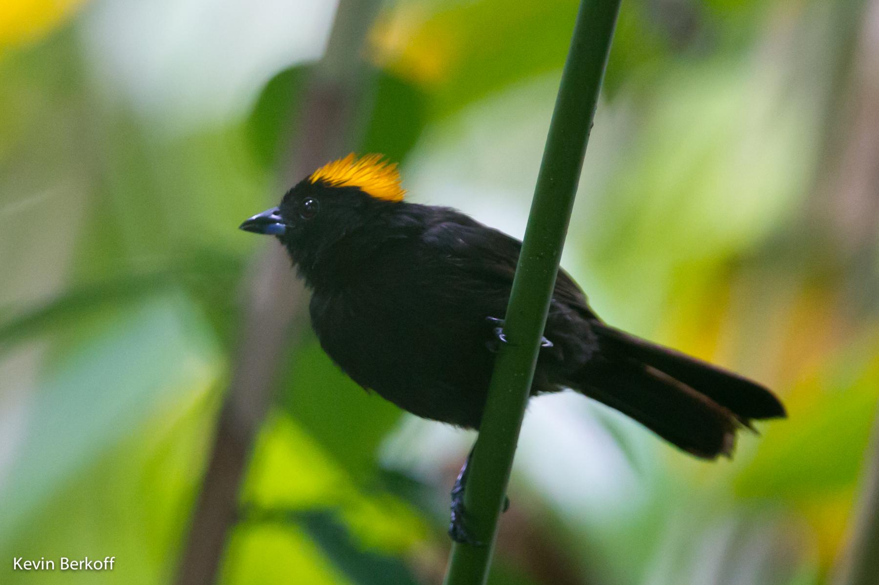 Tawny-crested Tanager