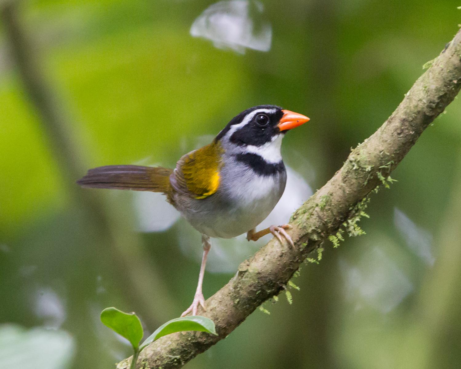 Orange-billed Sparrow